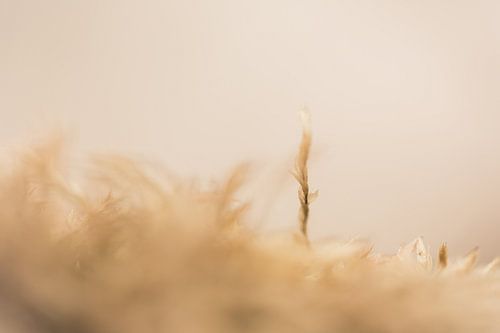 Een dromerig beige Elven landschap