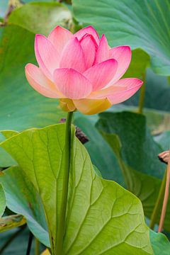 Lotusbloem van Ingrid van Wolferen