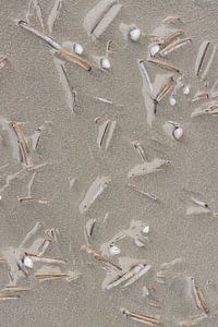 Muscheln am Strand von Vlieland