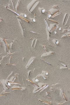 Muscheln am Strand von Vlieland von Sander Groenendijk