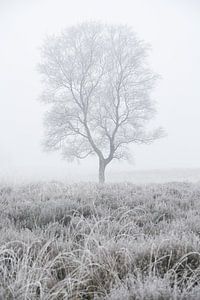 Birke im Nebel