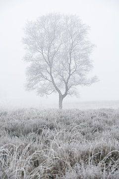 Berkenboom in de mist van Cor de Hamer