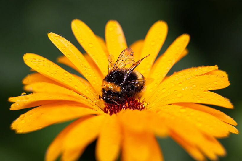 Yellow flower with bumblebee by Dennis Claessens