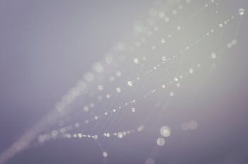 Spider web water drops (spinnenweb)