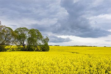 Canola field with clouds in the sky sur Rico Ködder