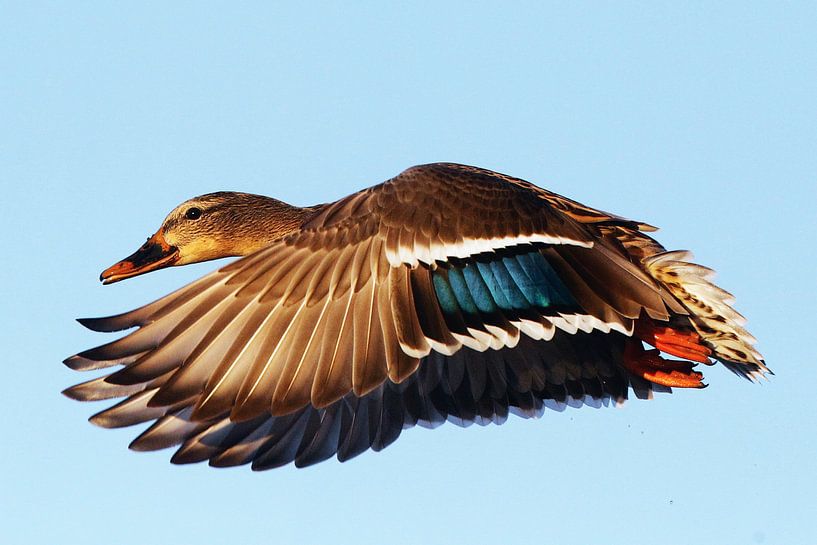 Flying Duck by Walljar