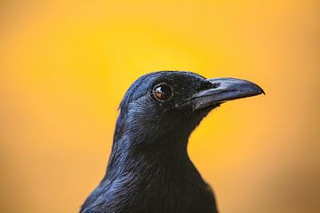 Red-winged Starling van Wild Love Expedition
