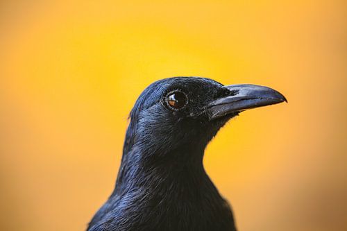 Red-winged Starling