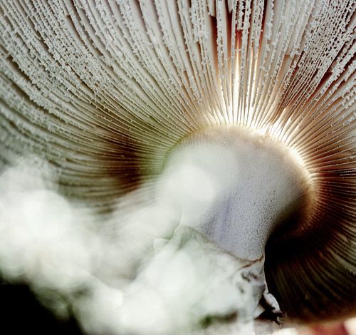 Mushroom bokeh by Klik! Images