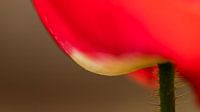 Pavot raffiné en macro : Beauté intemporelle sur le mur