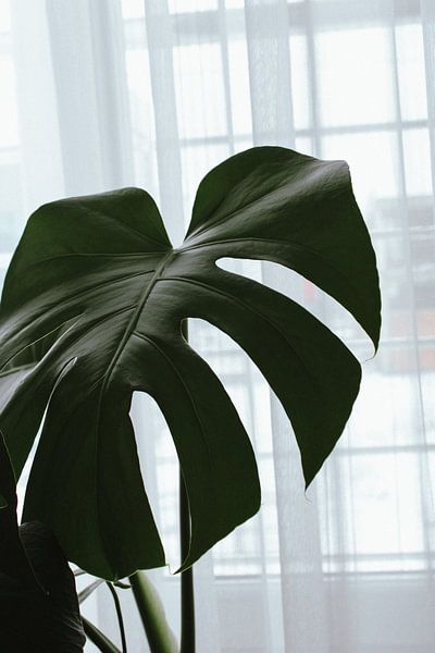 Monstera by Hello Pompoyo