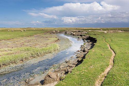 Schapenpad - Natuurlijk Ameland