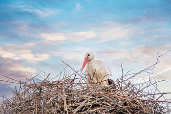 A stork stands in the nest, dramatic blue, white and orange sky in the background. Greeting card or 