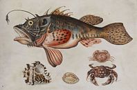 Strömung von Tiefseefischen, Krabben und Seeschnecken von Vintage en botanische Prenten Miniaturansicht
