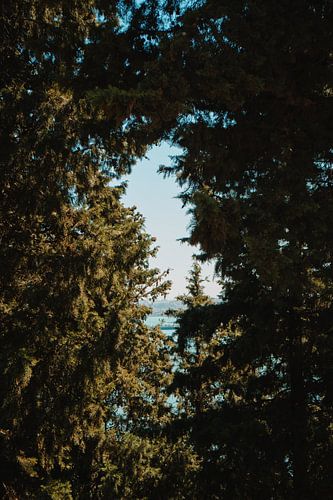 Vue à travers la verdure