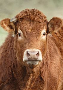 Portrait d'une vache limousine
