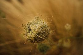 Daucus Carota / Bienennest von Auke Hamers