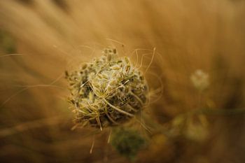 Daucus Carota / Bijennest