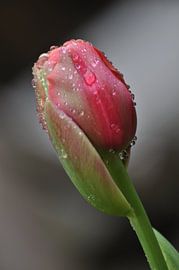 Crying Tulip by Zsjak Wagenaar