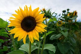 Beautiful huge yellow sunflower blooming in summer by adventure-photos