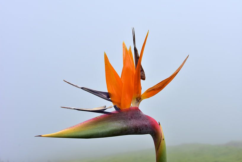 Paradijsvogelbloem by Michelle Boot