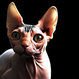 Low key portrait of a pink black Sphynx cat with black background
