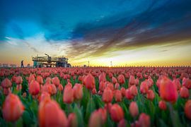 Tulpenfeld in Zeeland von Joyce Leenen