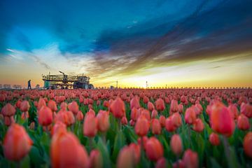 Tulpenbollen in Zeeland van Joyce Leenen