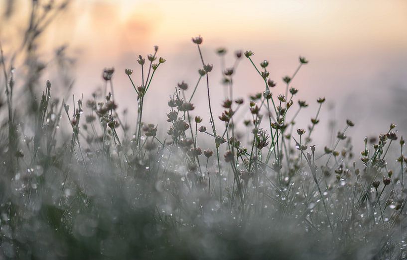 atmosphärisches Laichkraut von Tania Perneel