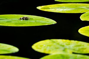 Frog on lily pad by Olaf Karwisch