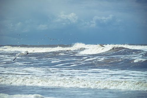 Golvende Noordzee Texel met meeuw en blauwe lucht met wolken