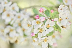 Überwältigende Blüte