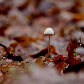 de eenzame paddenstoel van Bram van Elk
