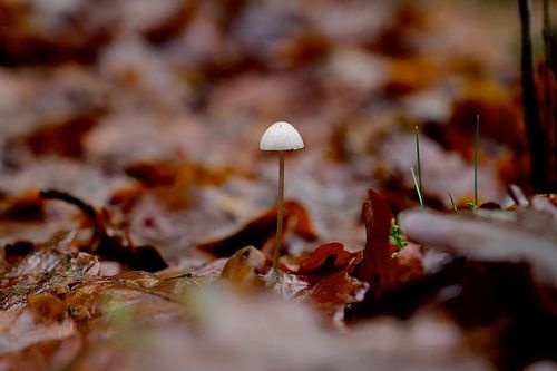 le champignon solitaire