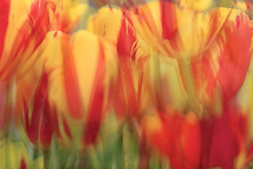 Tulips by Marianna Pobedimova