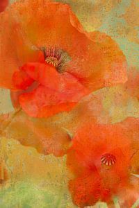 Papavers