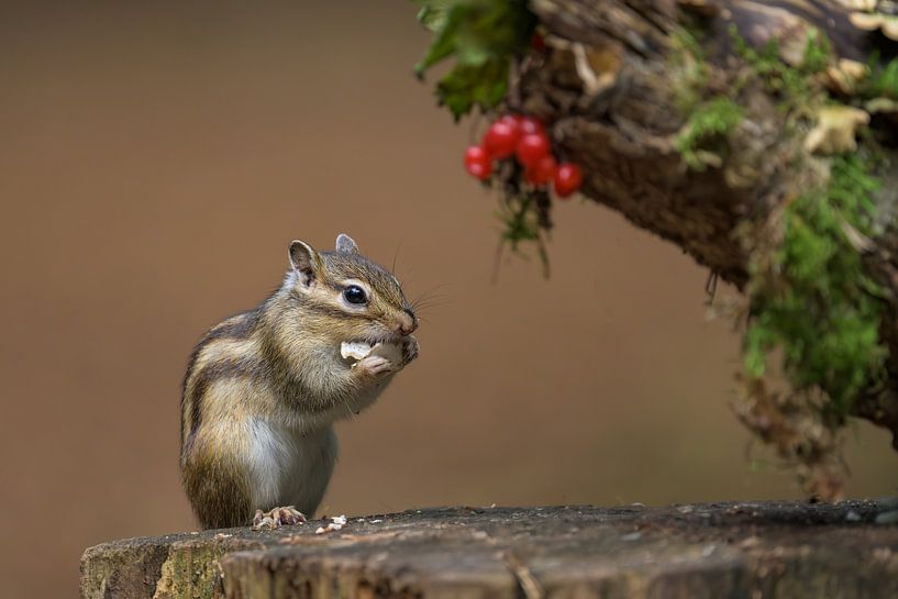 Syberisches Erdhörnchen von Adriaan Westra