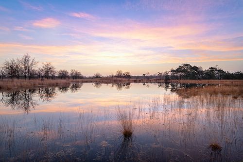 Bunte Sonnenaufgang Malpies Kiefern