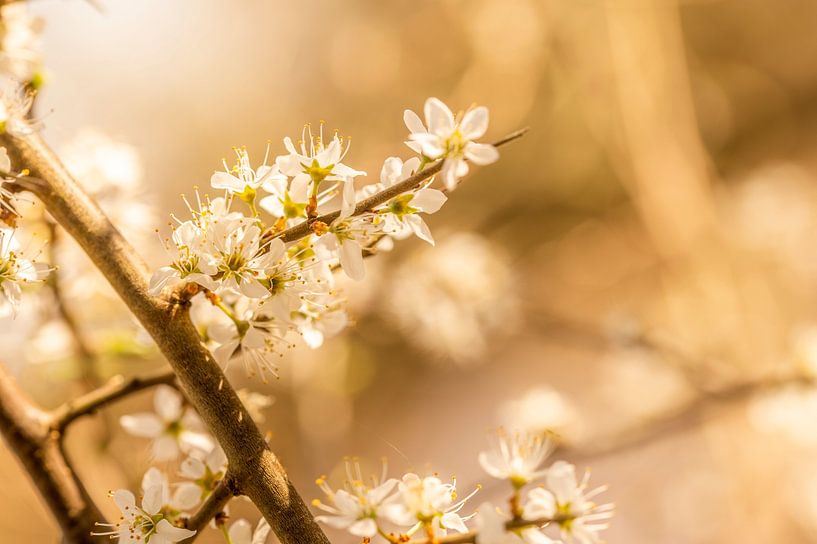 Douceur printanière Harmonie en fleurs par Nederlandschap