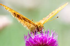 Van aangezicht tot aangezicht van Fabrizio Gallo