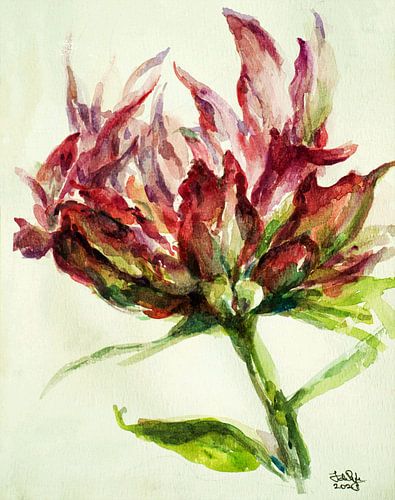 Papagei Tulpe (1)