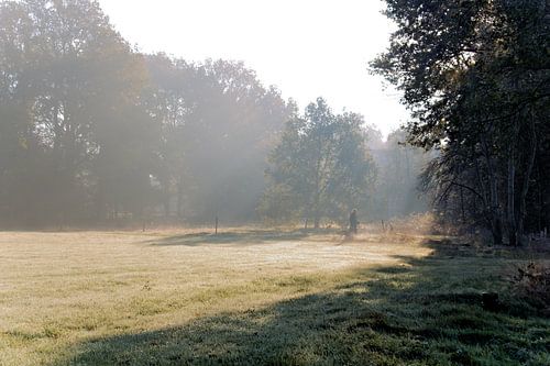 Brume matinale sur George van der Vliet