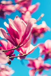 Magnolia with blue sky by Janneke Snellink