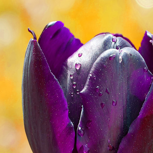 Dark purple tulip