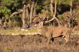 Deer with large antlers by Menno Selles