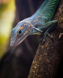 Lizard, marble anolis by Wietse van Bruggen
