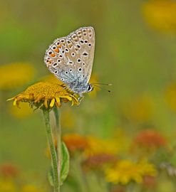 Icarusblauwtje van Sandra van Wingerden