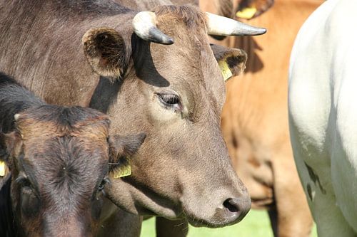 Dromerige koe met hoorns