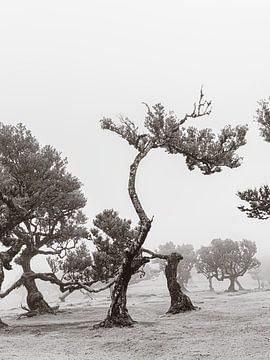 Foggy trees II von Michael Schulz-Dostal