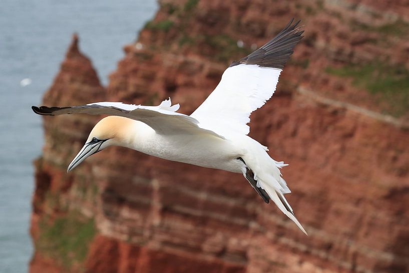 Basstölpel Insel  Helgoland Deutschland von Frank Fichtmüller
